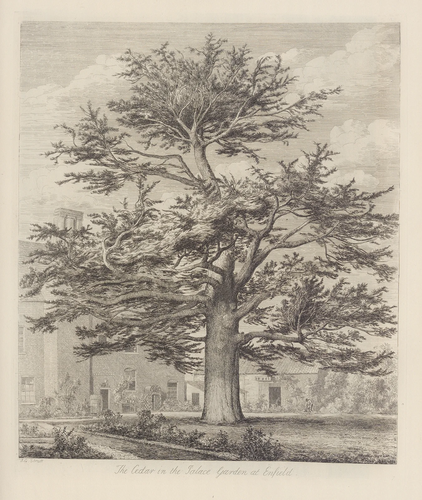 The Enfield Cedar av Jacob George Strutt
