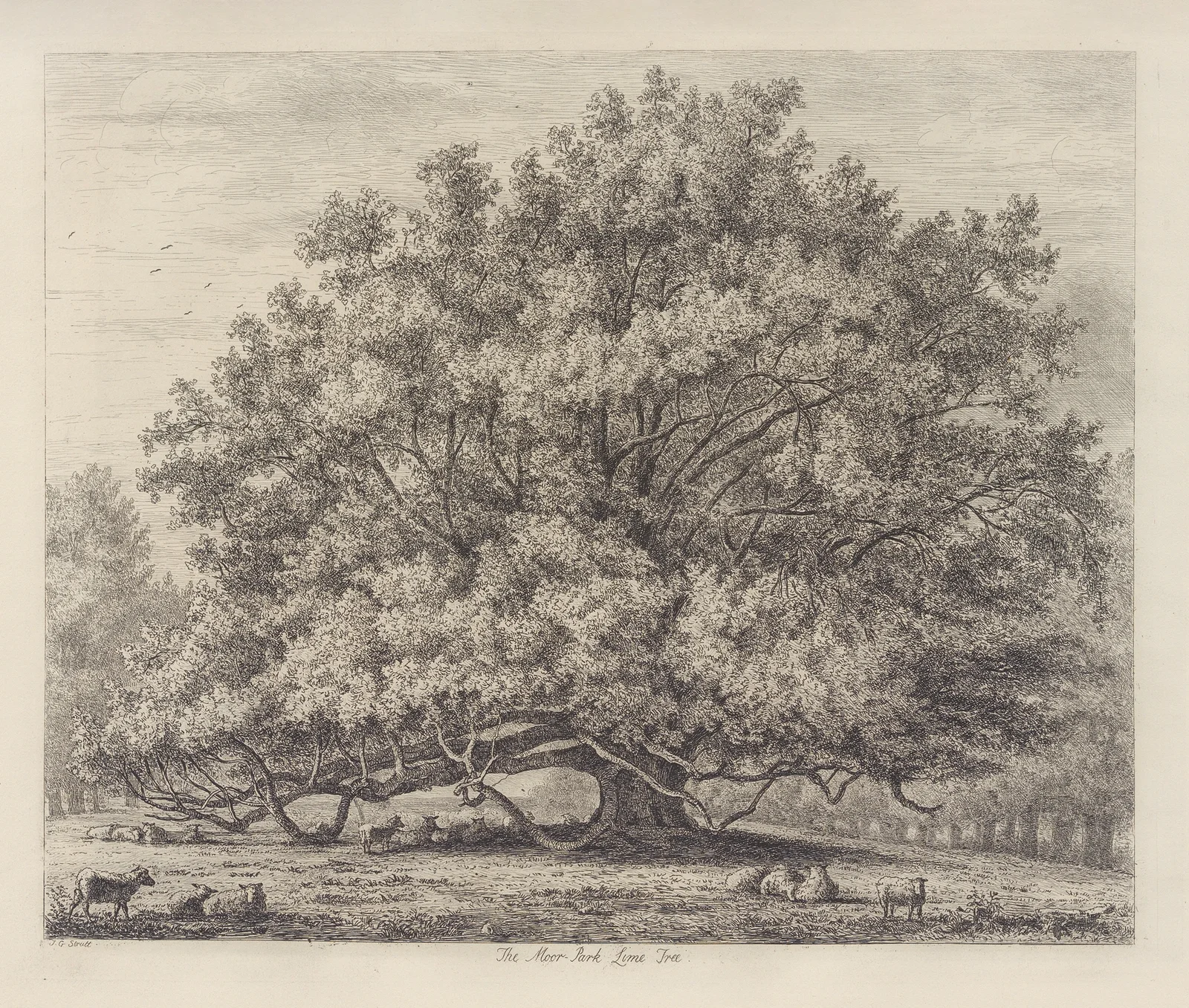The Moor Park Lime Tree av Jacob George Strutt