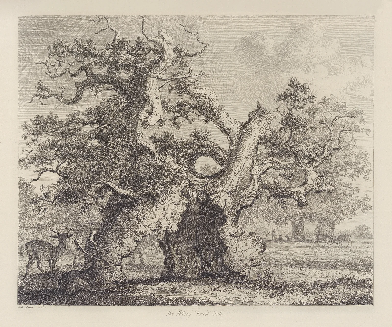 The Salcey Forest Oak av Jacob George Strutt