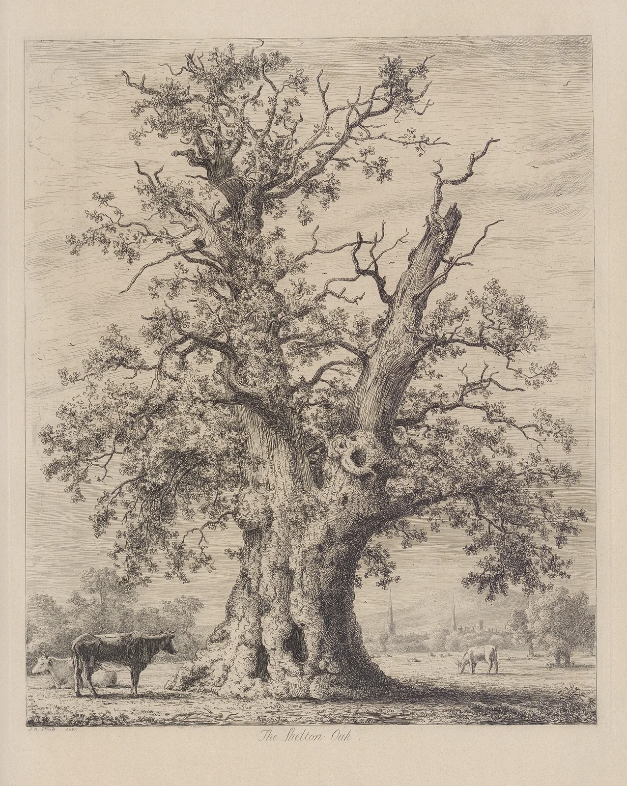 The Shelton Oak av Jacob George Strutt