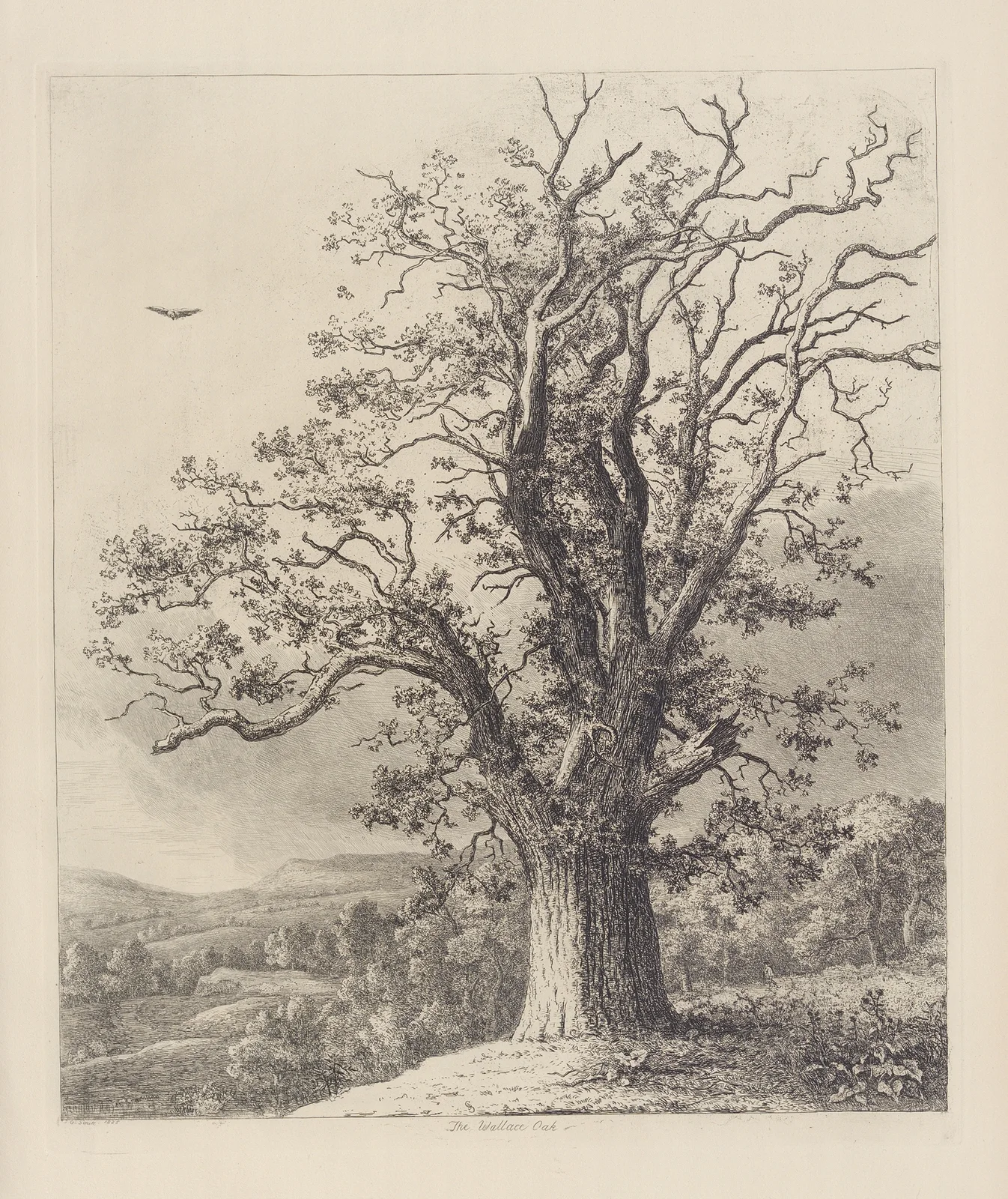 The Wallace Oak av Jacob George Strutt