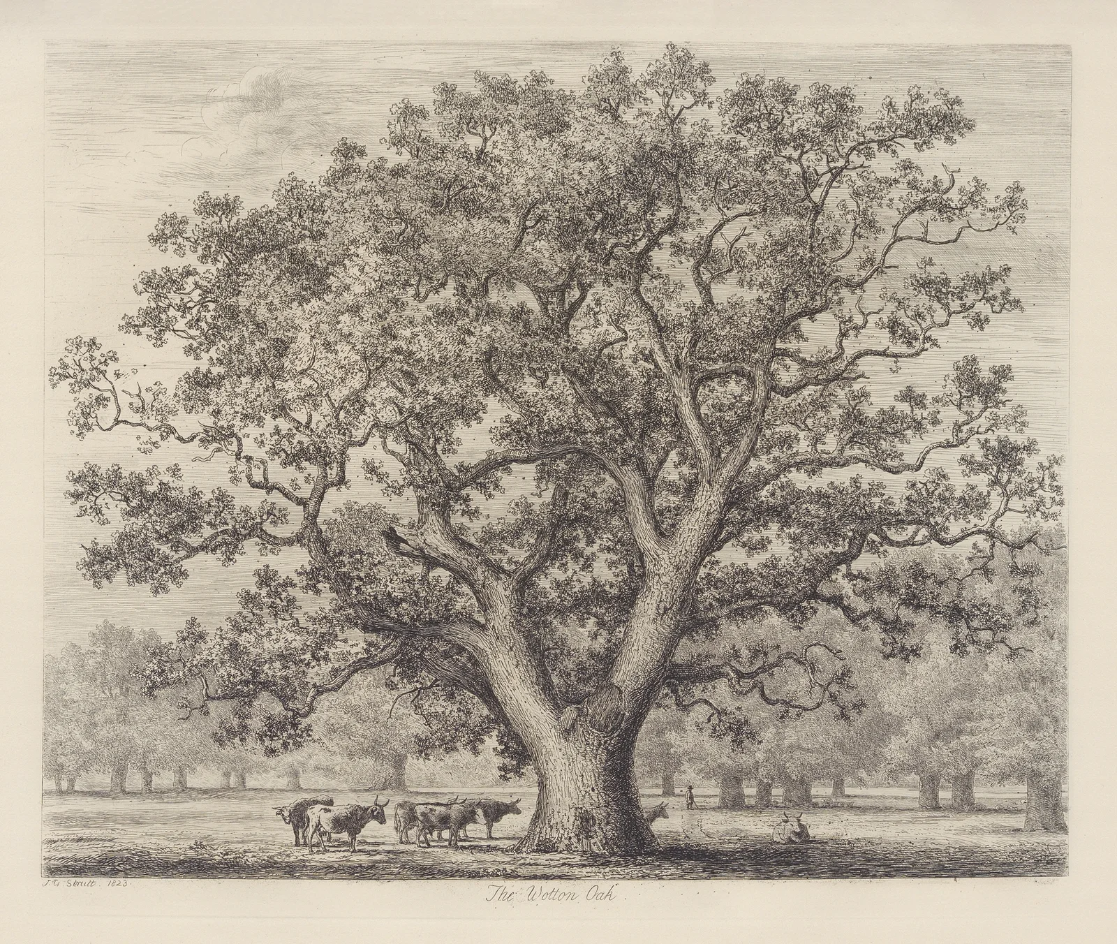 The Wotton Oak av Jacob George Strutt
