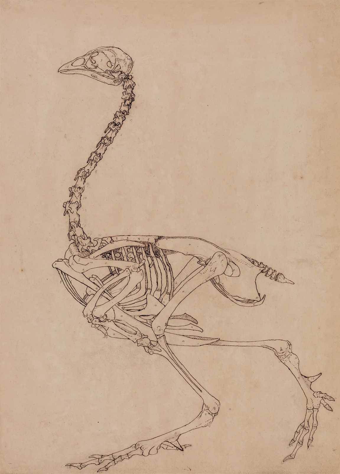 Fowl Skeleton, Lateral View (1795 to 1806) av George Stubbs