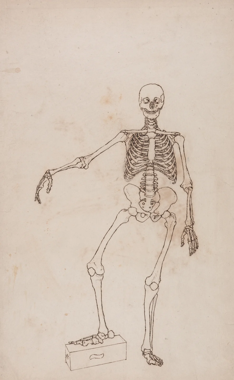 Human Skeleton, Anterior View (1795 to 1806) av George Stubbs