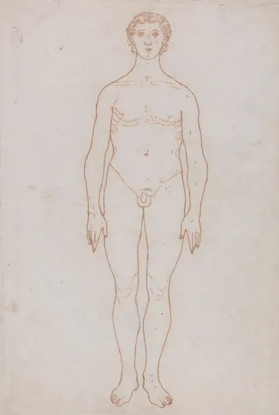 Study of the Human Figure, Anterior View (1795 to 1806) av George Stubbs
