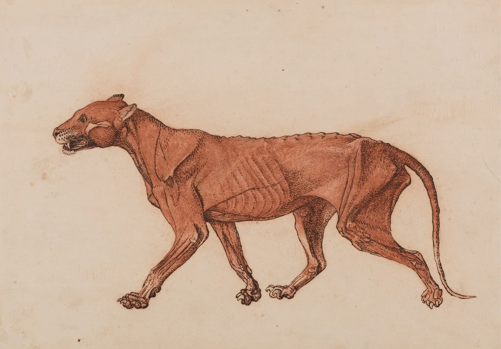 Tiger Body, Lateral View (1795 to 1806), 1795 – nr 3 av George Stubbs