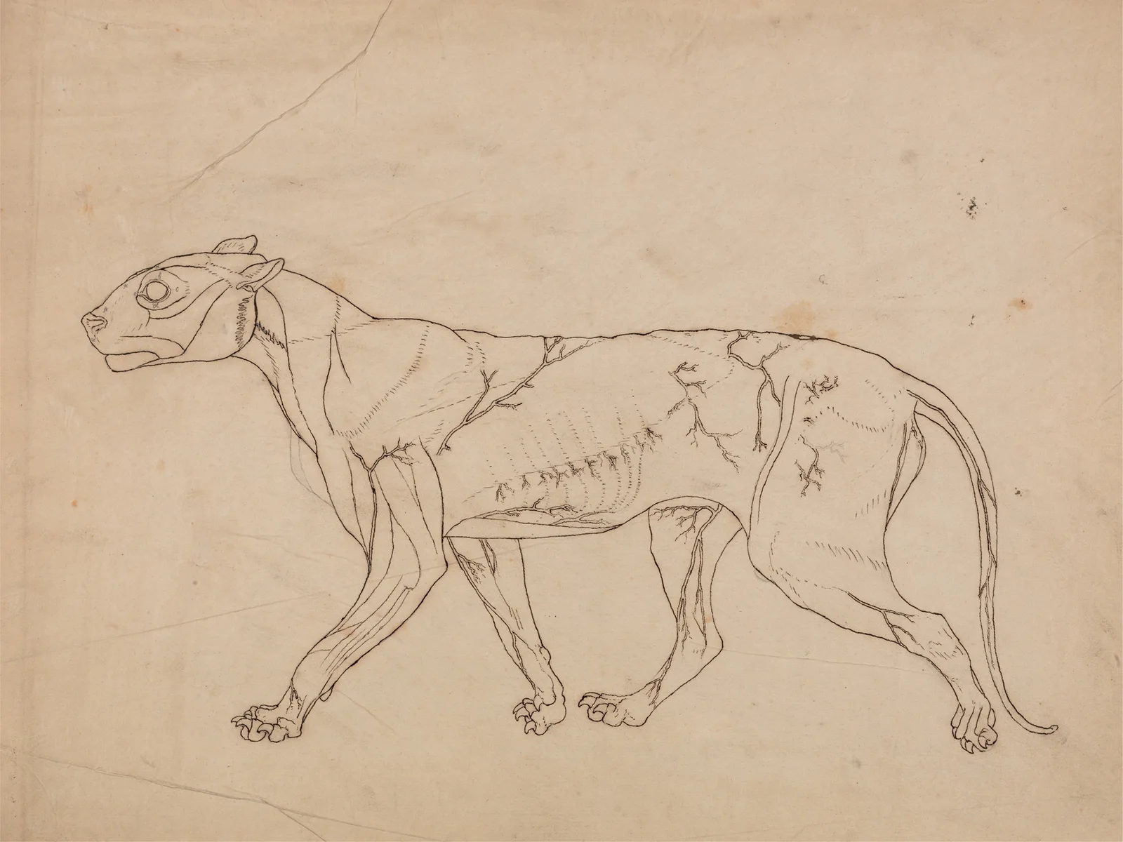 Tiger Body, Lateral View (1795 to 1806), 1795 – nr 1 av George Stubbs