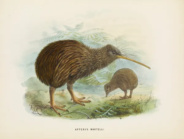 Apteryx mantellii av John Gerrard Keulemans