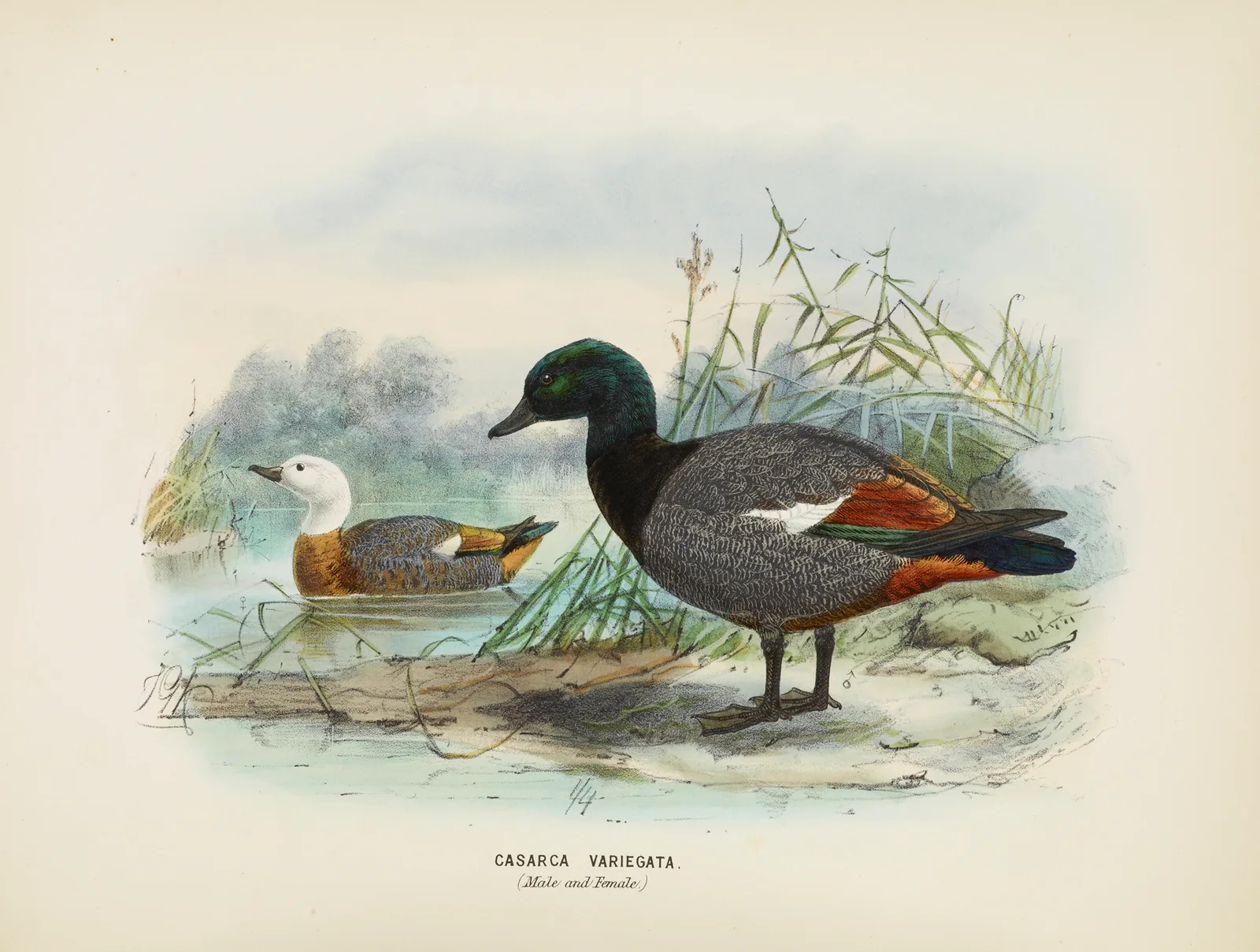 Casarca varigata (Male and Female) av John Gerrard Keulemans