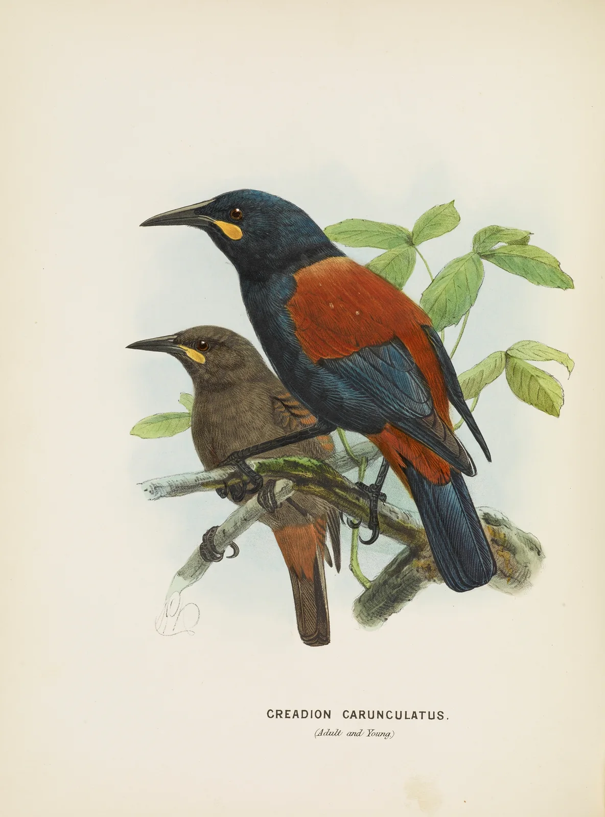 Creadion carnuculatus av John Gerrard Keulemans