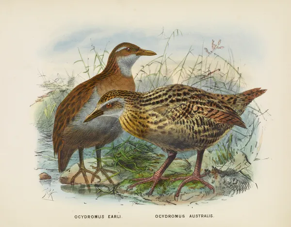 Ocydromus earli amd Ocydromus australis av John Gerrard Keulemans