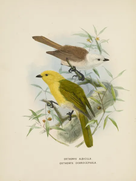 Orthonyx albicilla abd Orthonyx ochrocephala av John Gerrard Keulemans