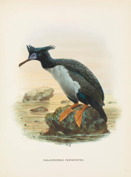 Phalacrocorax featherstoni av John Gerrard Keulemans