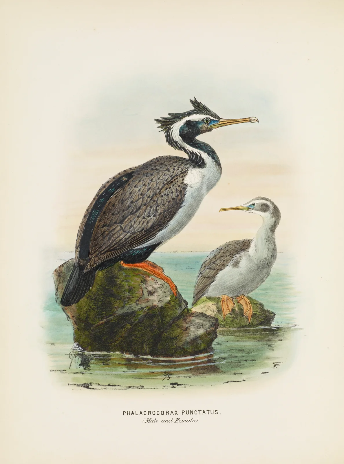 Phalacrocorax punctatus (Male and Female) av John Gerrard Keulemans