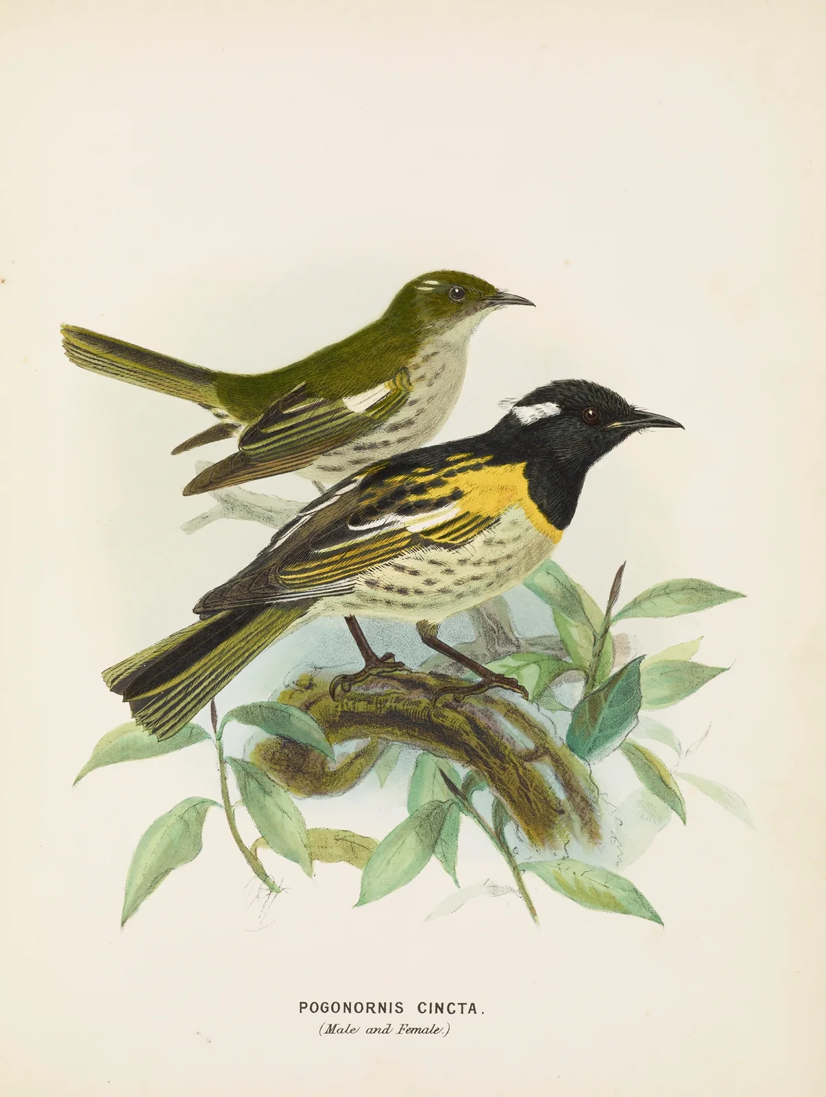 Pogonornis cincta (Male and Female) av John Gerrard Keulemans
