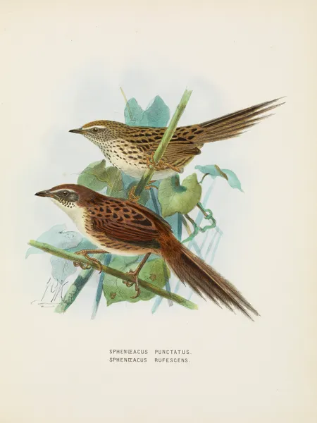 Spenoeacus punctatus and Spenoeacus rufescens av John Gerrard Keulemans