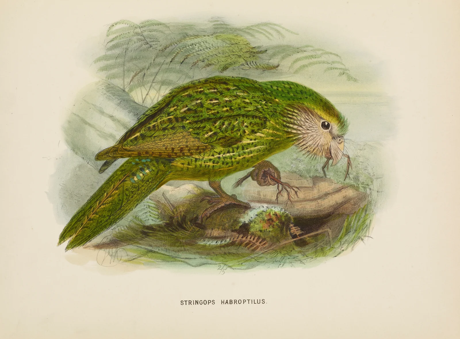 Stringops habroptilus av John Gerrard Keulemans