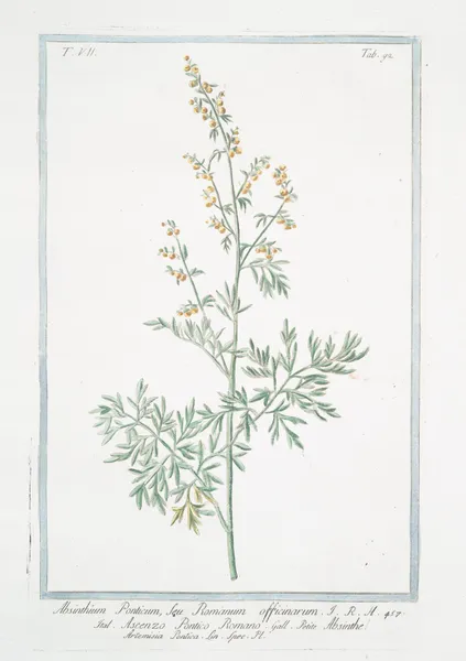 Absinthium Ponticum, seu Romanum officinarum – Ascenzo Pontico Romano – Absinthe Artemisia Pontica Lin. Spec. Pl. (Roman wormwood) av Giorgio Bonelli