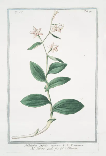 Helleborine , latifolia montana – eleboro picólo falso – L’ Elléborine av Giorgio Bonelli