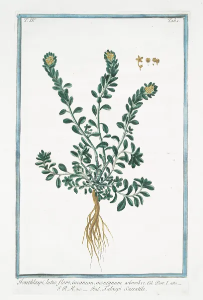 Ionthlaspi, luteo flore, incanum, montanum – Talaspi Sassatile. (Alpine pennycress) av Giorgio Bonelli