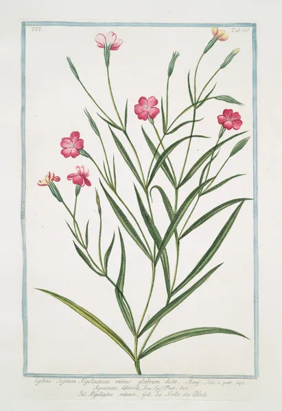 Lychnis Segetum Nigellastrum minus glabrum dicta. – Agrostema Celirosa – Nigellastro minore – La Nielle des Bleds. (Black catchfly) av Giorgio Bonelli