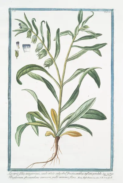Lycopsis foliis integerrimis, caule erecto calycibus fructescentibus inflatis pendulis – Buglossum procumbens annuum, pullo minimo flore. (Bugloss) av Giorgio Bonelli