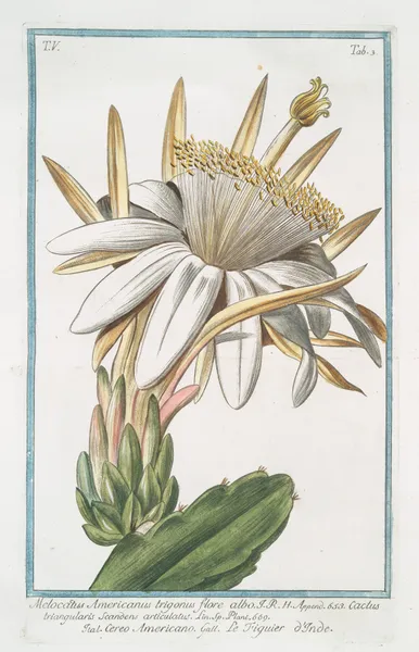 Melocactus Americanus trigonus flore albo – Cereo Americano – Le figuier o’Inde (Cactus melon) av Giorgio Bonelli