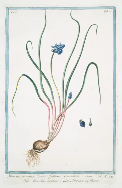 Muscari, arvense, iunci, folium, caeruleum minus – Muschio turchino – Muscari, ou Bulbe. (Grape hyacinth bulb) av Giorgio Bonelli