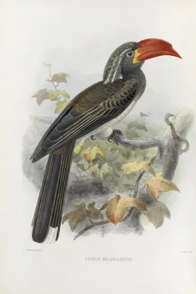 Tockus melanoleucus av Daniel Giraud Elliot