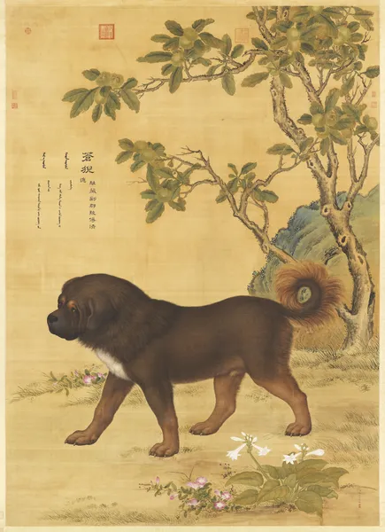 Picture of Cangni (苍猊), a Tibetan Mountain Dog av Giuseppe Castiglione