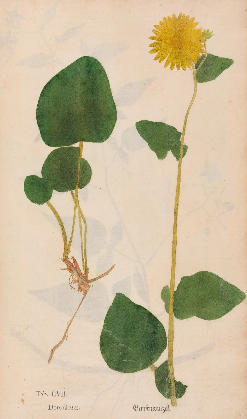 Ectypa vegetabilium Pl.057 av Christian Gottlieb Ludwig