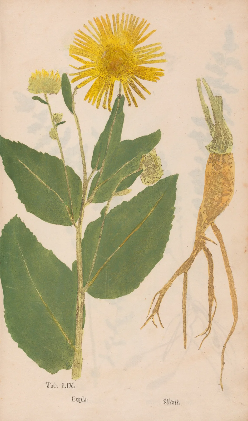 Ectypa vegetabilium Pl.059 av Christian Gottlieb Ludwig