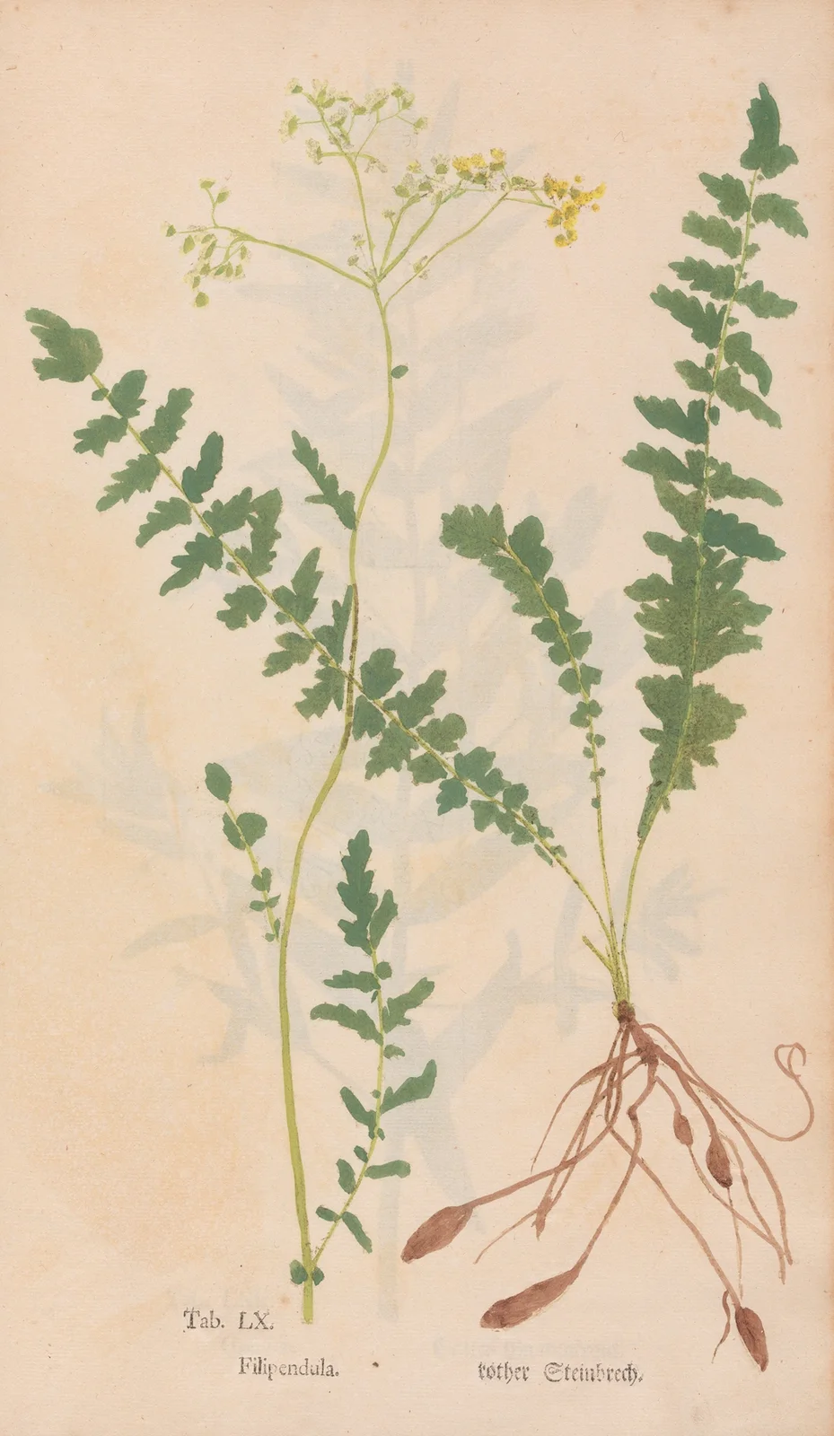 Ectypa vegetabilium Pl.060 av Christian Gottlieb Ludwig