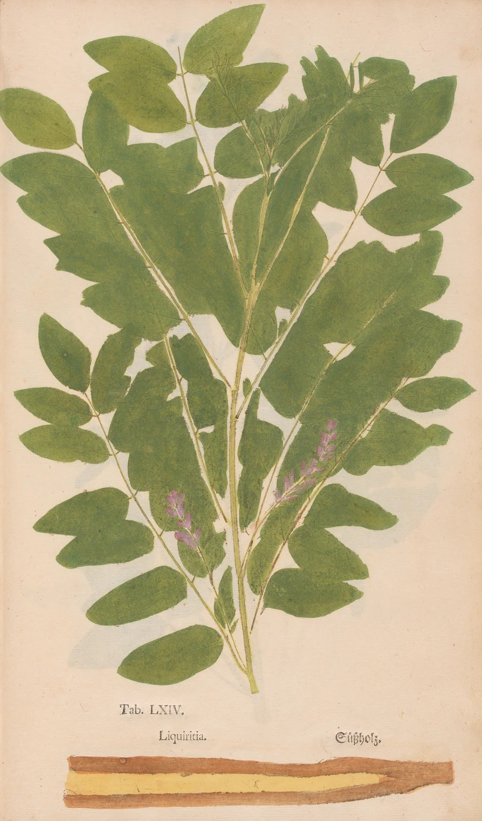 Ectypa vegetabilium Pl.064 av Christian Gottlieb Ludwig