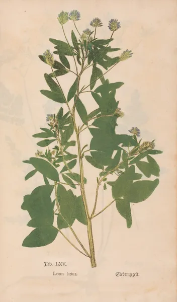 Ectypa vegetabilium Pl.065 av Christian Gottlieb Ludwig