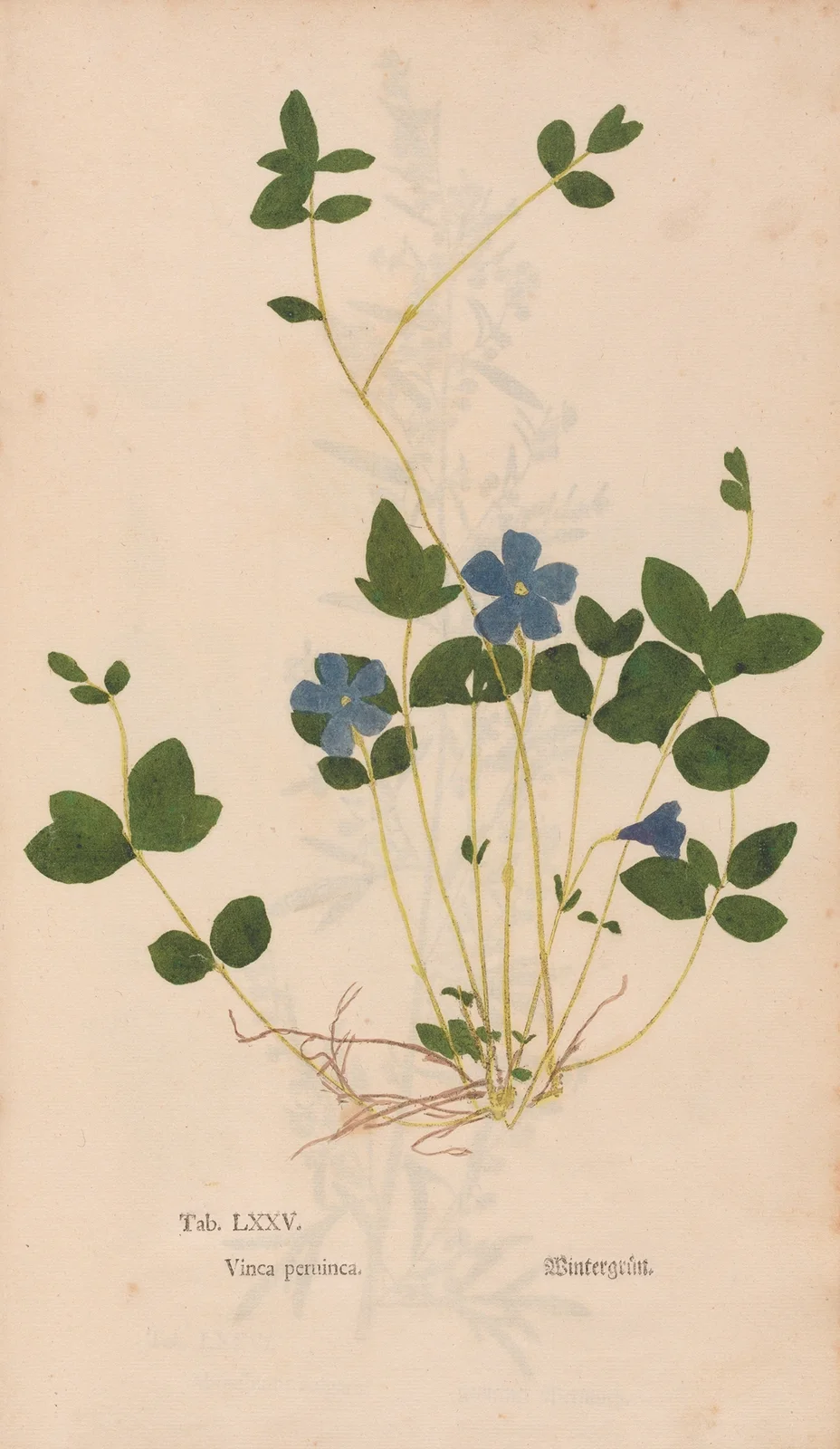 Ectypa vegetabilium Pl.075 av Christian Gottlieb Ludwig