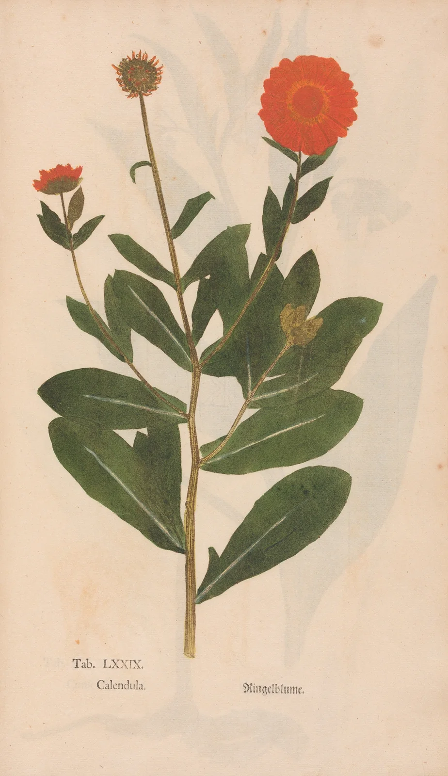 Ectypa vegetabilium Pl.079 av Christian Gottlieb Ludwig