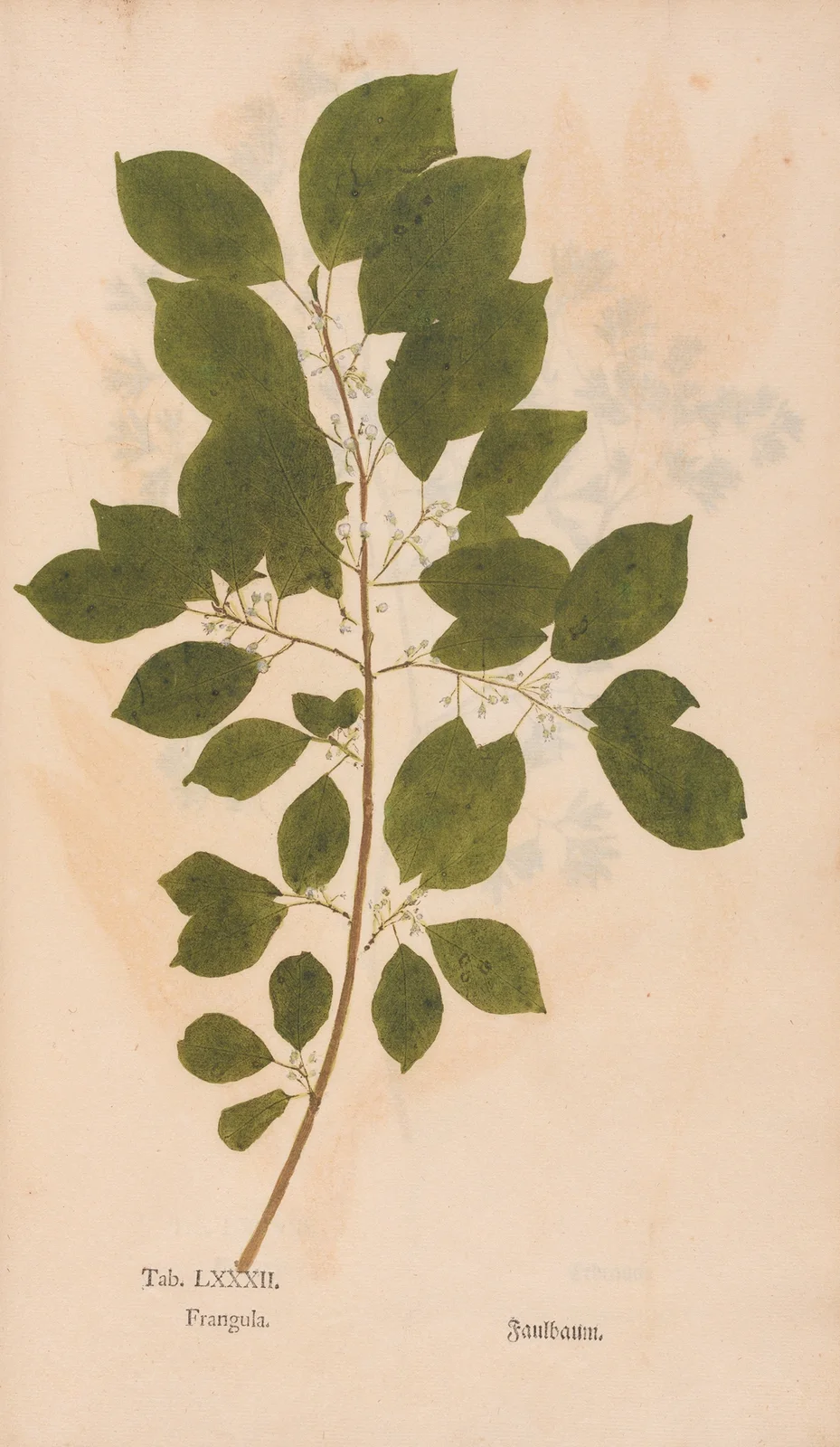 Ectypa vegetabilium Pl.082 av Christian Gottlieb Ludwig