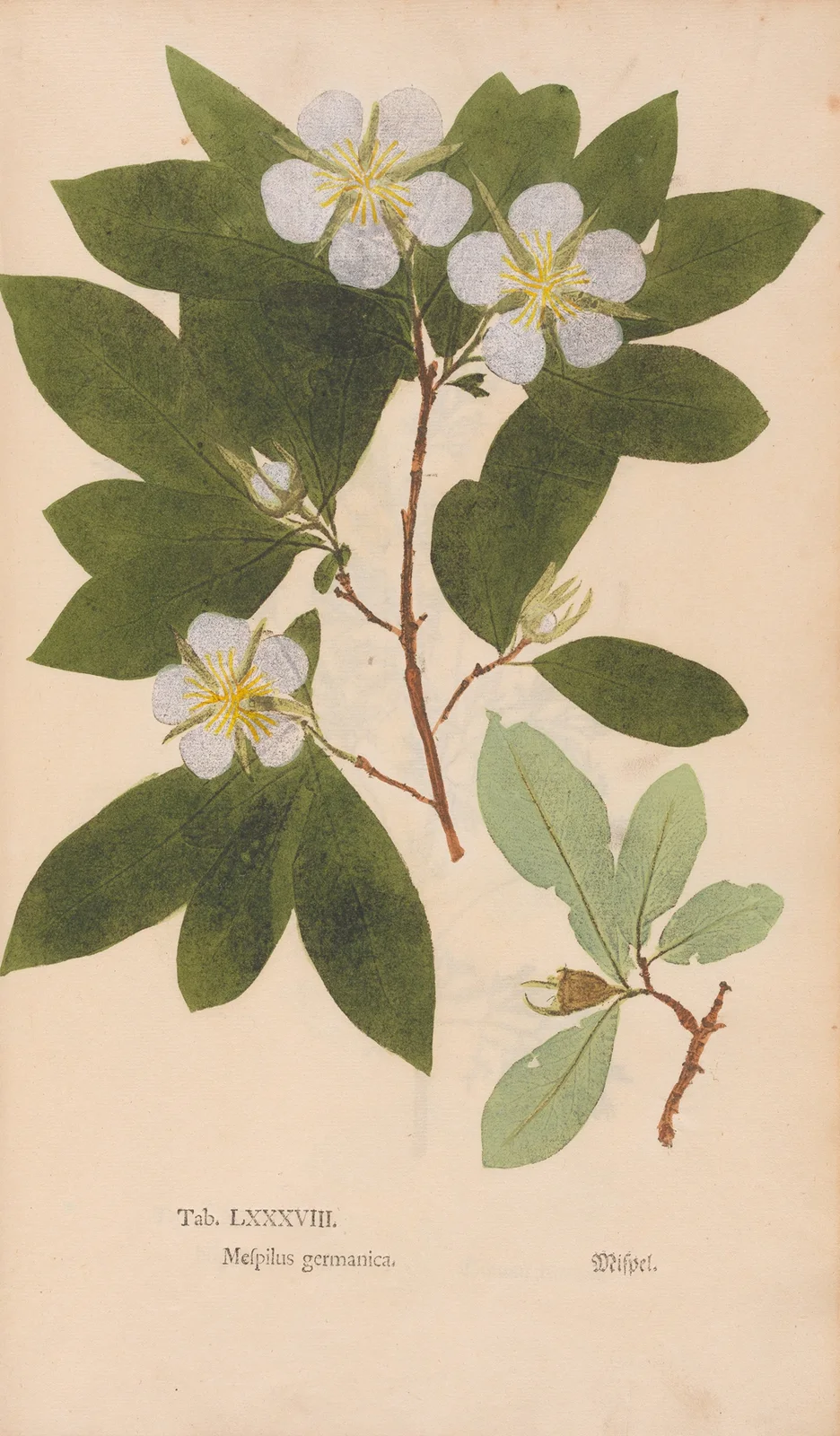 Ectypa vegetabilium Pl.088 av Christian Gottlieb Ludwig