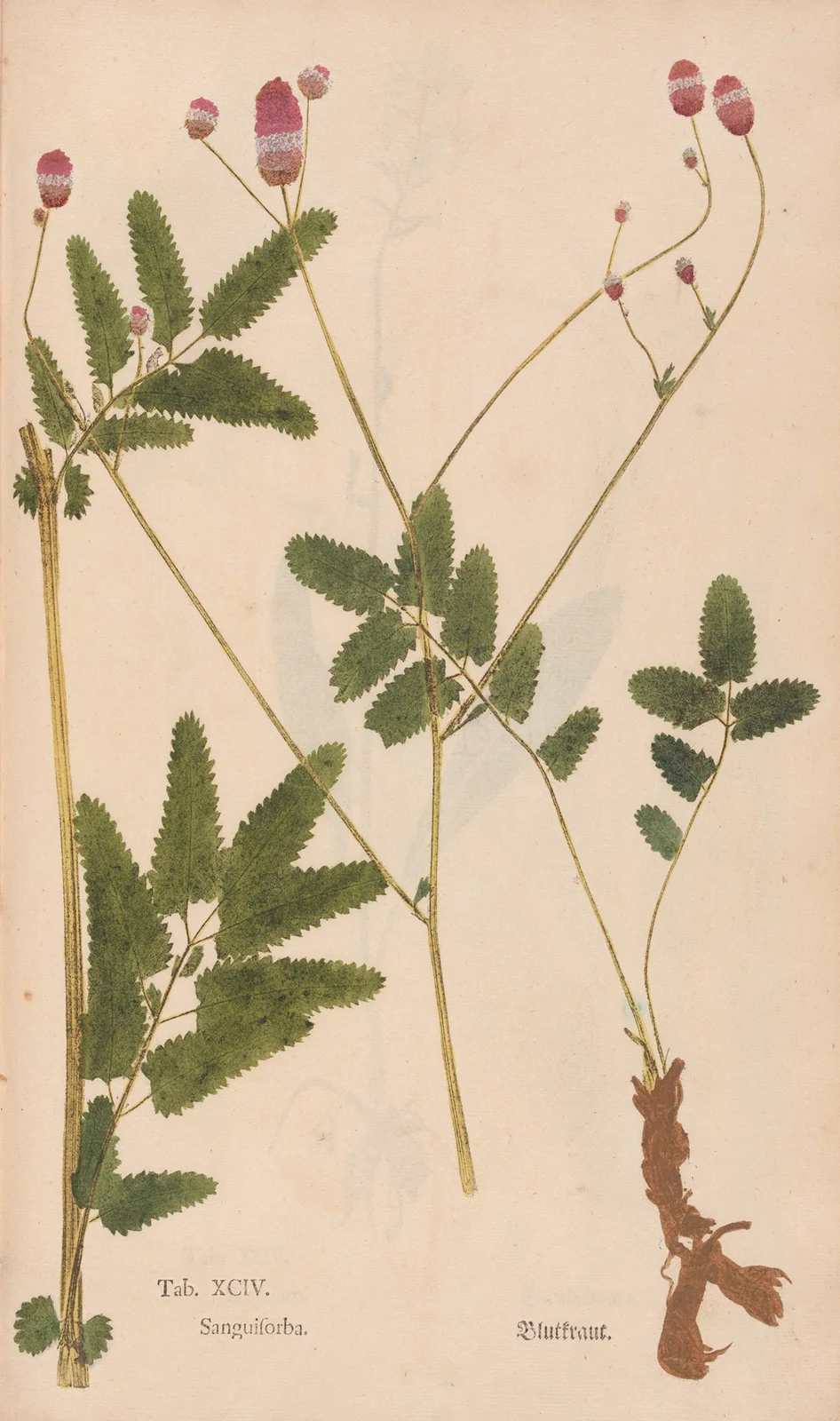 Ectypa vegetabilium Pl.094 av Christian Gottlieb Ludwig