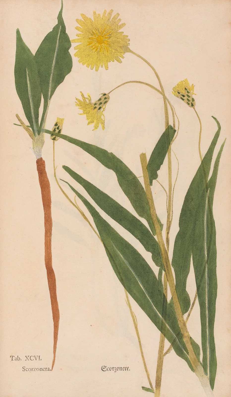 Ectypa vegetabilium Pl.096 av Christian Gottlieb Ludwig