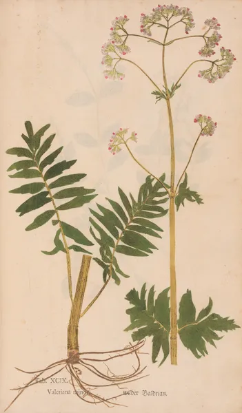 Ectypa vegetabilium Pl.099 av Christian Gottlieb Ludwig