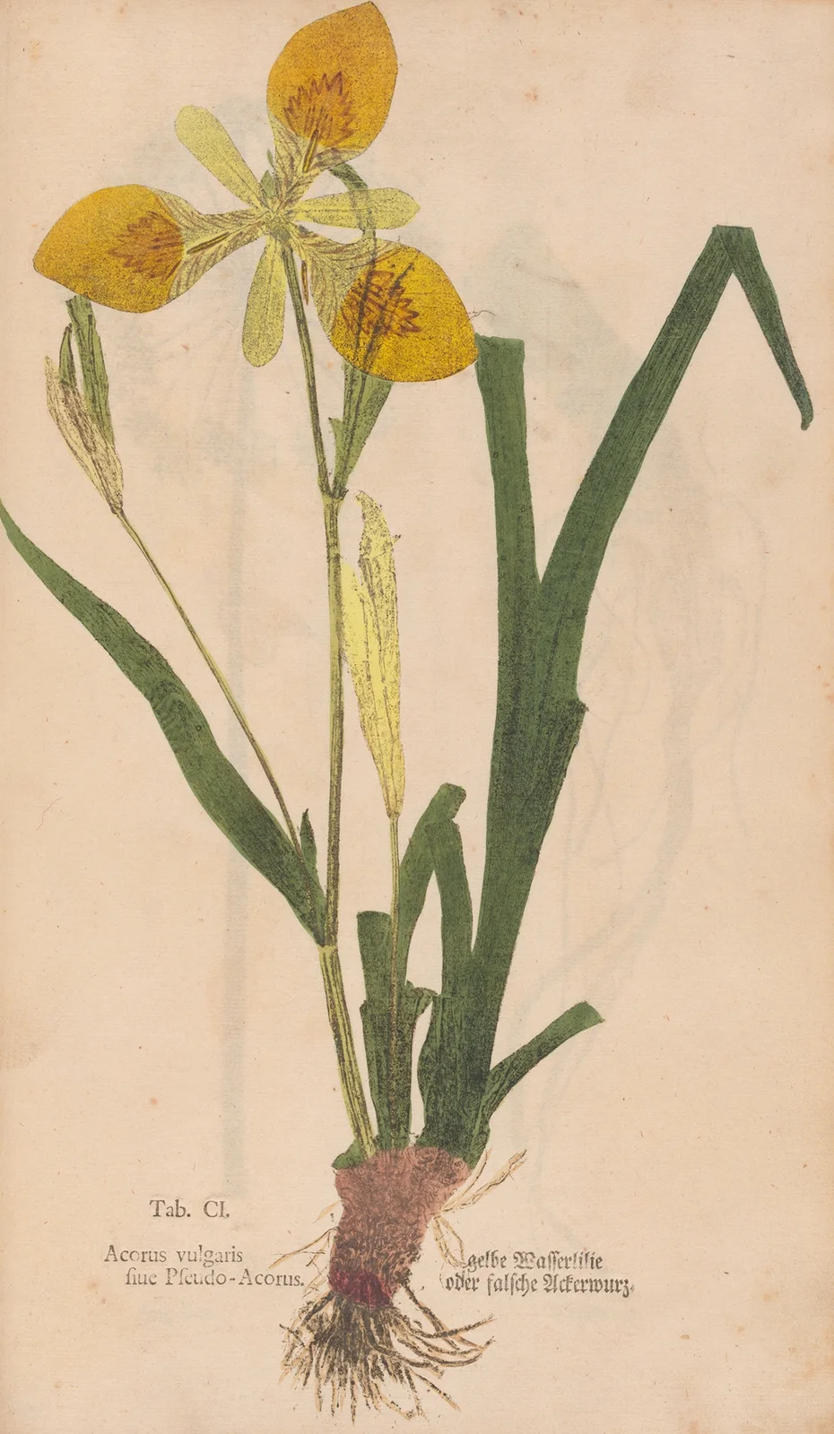 Ectypa vegetabilium Pl.101 av Christian Gottlieb Ludwig