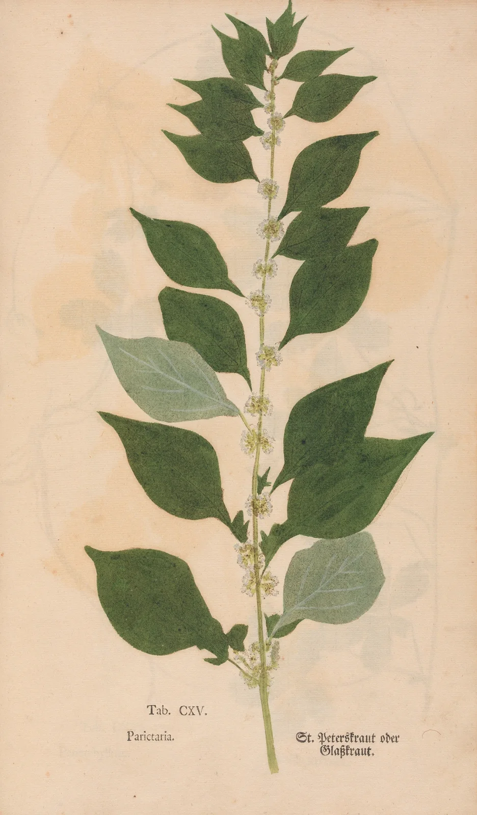 Ectypa vegetabilium Pl.115 av Christian Gottlieb Ludwig