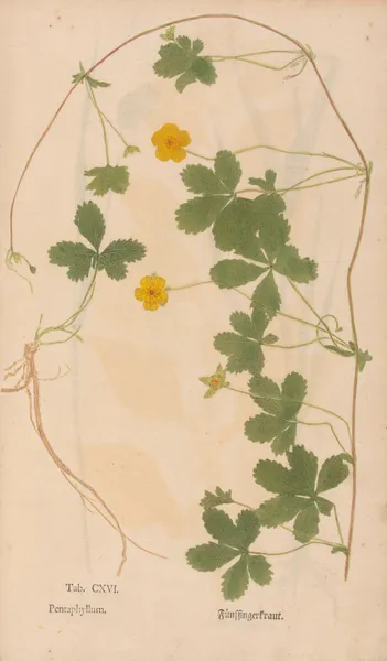 Ectypa vegetabilium Pl.116 av Christian Gottlieb Ludwig