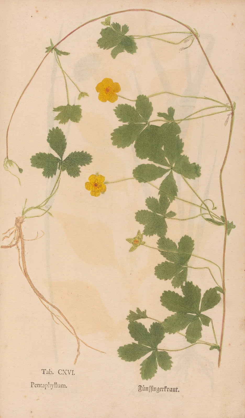 Ectypa vegetabilium Pl.116 av Christian Gottlieb Ludwig