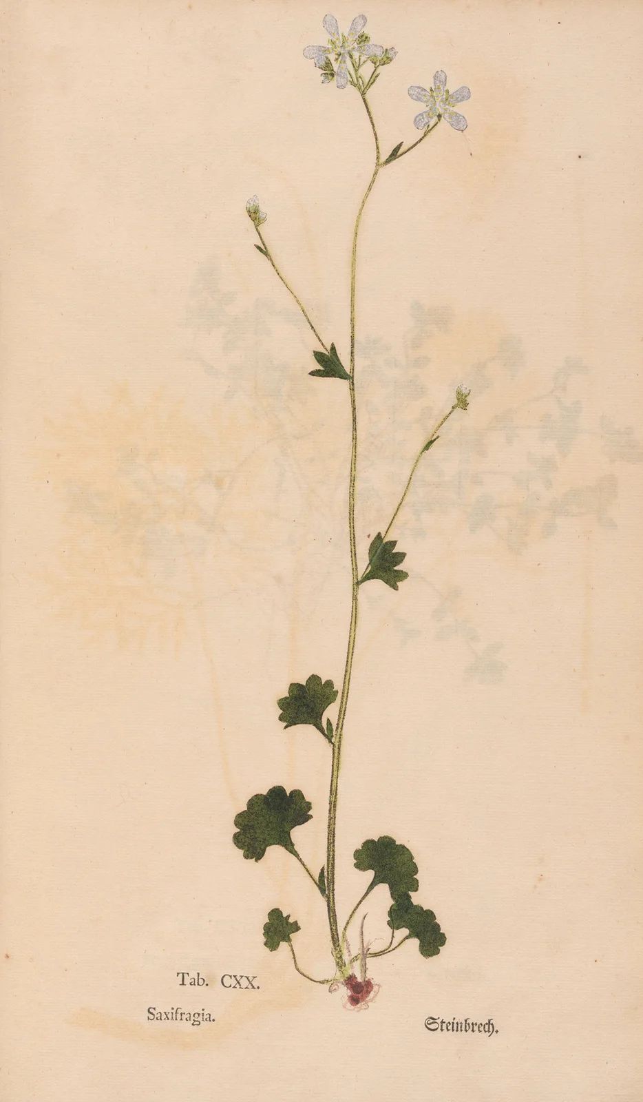 Ectypa vegetabilium Pl.120 av Christian Gottlieb Ludwig