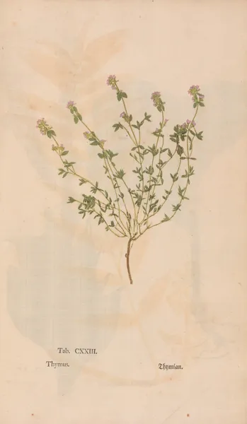 Ectypa vegetabilium Pl.123 av Christian Gottlieb Ludwig
