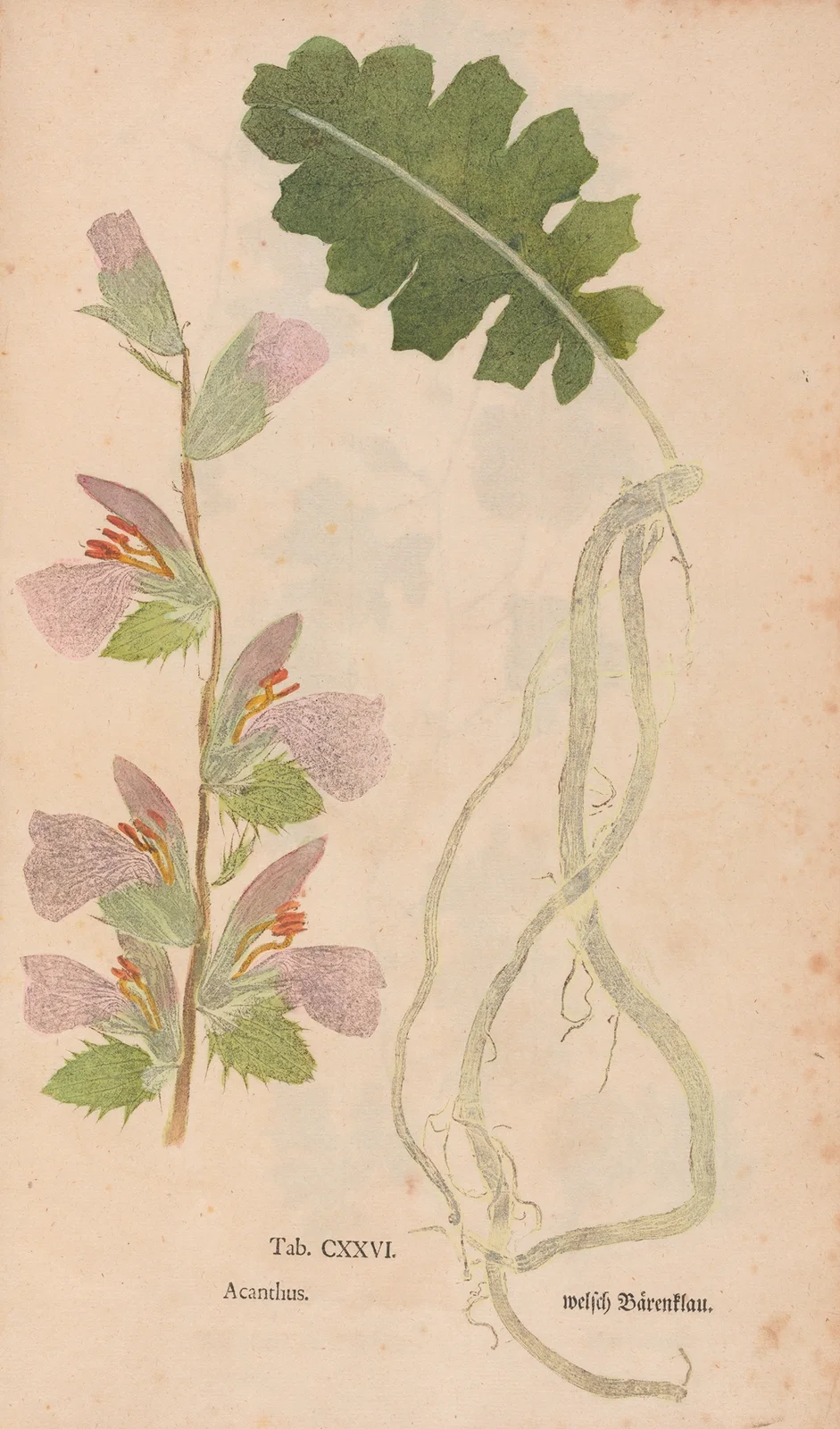 Ectypa vegetabilium Pl.126 av Christian Gottlieb Ludwig