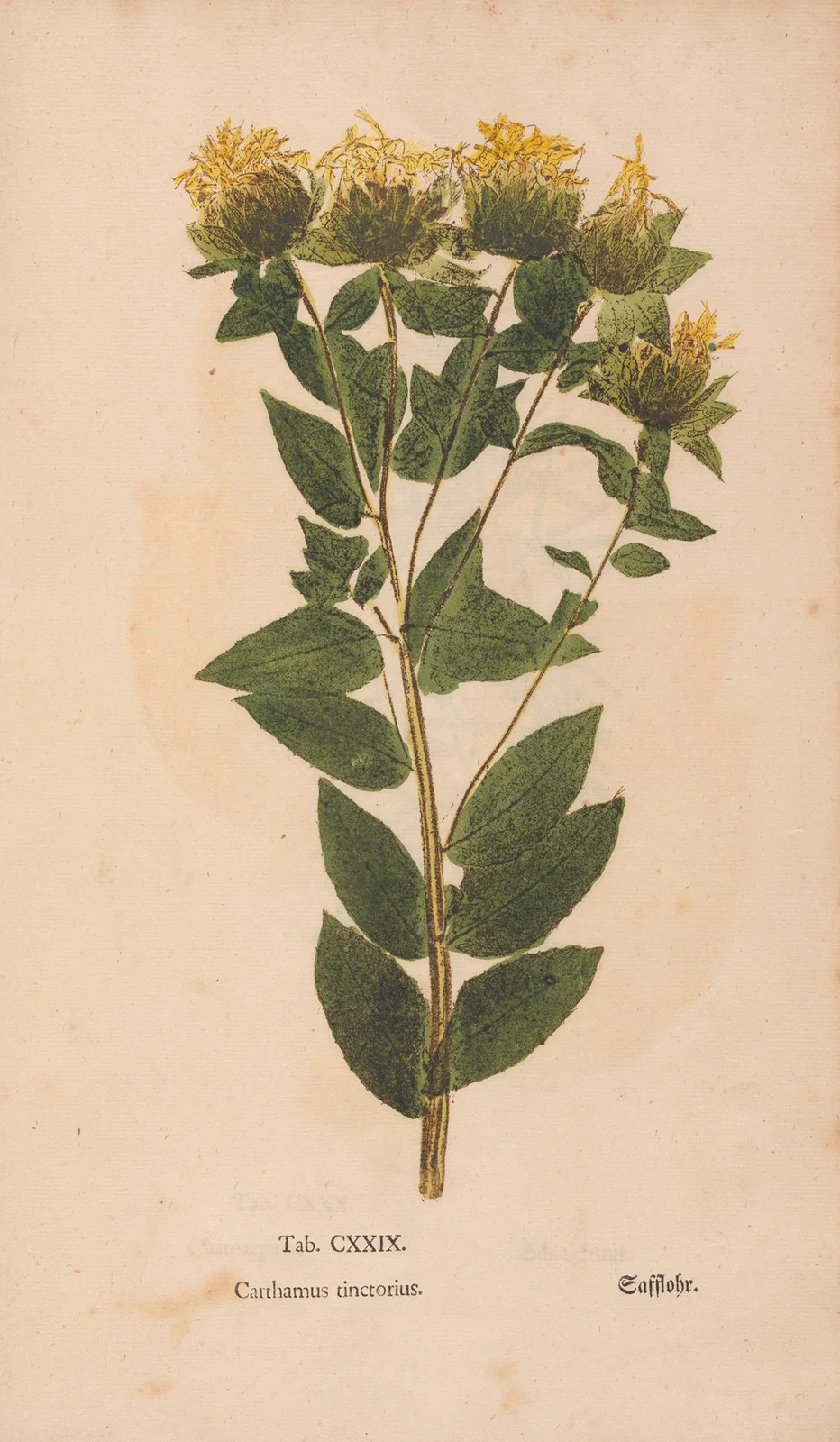 Ectypa vegetabilium Pl.129 av Christian Gottlieb Ludwig